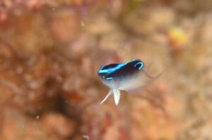 ローランズダムゼルの幼魚