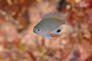 ブラックスポットダムゼルの幼魚