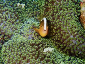 セジロクマノミ