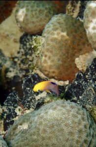 タルボットダムセル