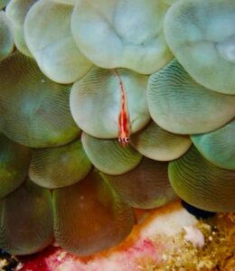 アカスジウミタケハゼ
