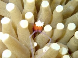 コロールアネモネシュリンプ