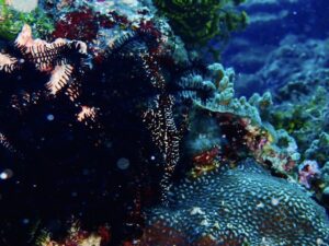 ニシキフウライウオ