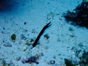 ハナヒゲウツボ