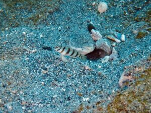 ハチマキダテハゼ