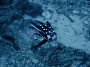 ホホスジタルミの幼魚
