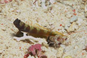 メタリックシュリンプゴビー
