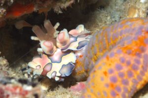 フリソデエビ